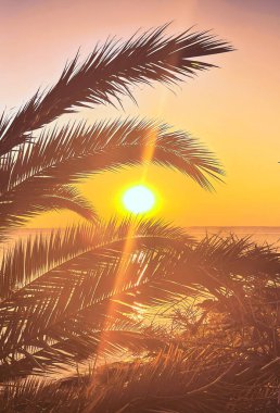Palmiye ağaçları ve dallar ve arka planda deniz plajı ve gün batımı mükemmel bir tatil.