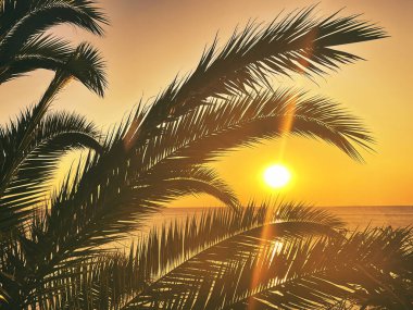 idyllic tropical sunset with palm trees and ocean