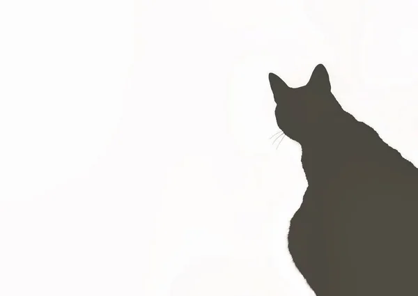 Silhuett Katt Stirrar Med Vit Transparent Bakgrund — Stockfoto