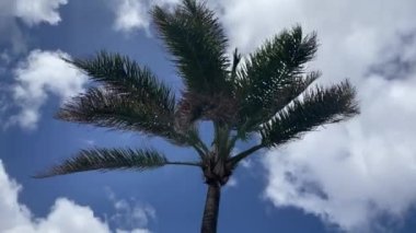 Sıcak bir tatil ülkesinde tropik bir palmiye ağacı hareket halinde ve rüzgârı yakalıyor.