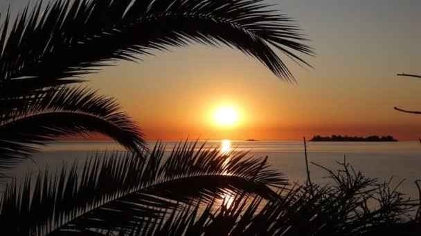 棕榈树和枝条 在海滨和日落的背景下 是一个完美的假日 — 图库视频影像
