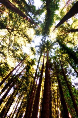 Laytonville, United States - February 2020: a low angle view of giant sequoia lined up next to the road 