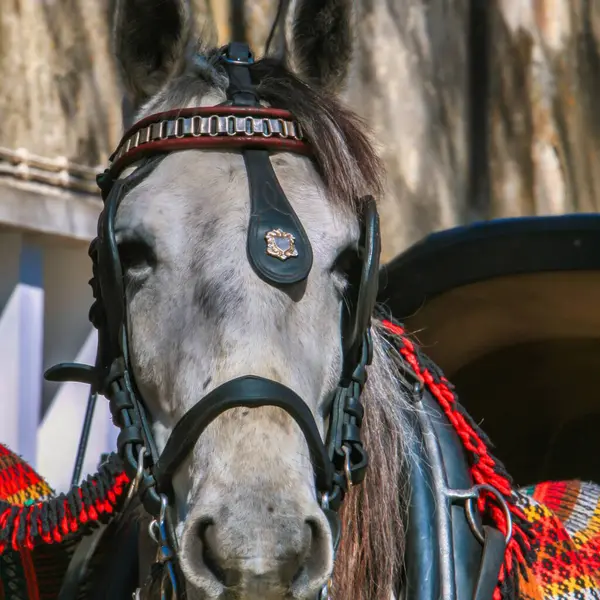 Lizbon, Portekiz - 6 Mart 2008: At ve at arabası turunda gri bir at.