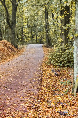 Lahey, Hollanda - 23 Ekim 2020: Sonbaharda ya da sonbaharda yere dökülen yapraklarla ve hala yeşil ağaçlarla gövdeleri olan bir orman yolu