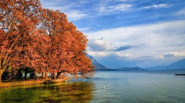Annecy, Fransa - 20 Ekim 2015: Sonbaharda bir ağacın Annecy Gölü 'nde dalları asılı.
