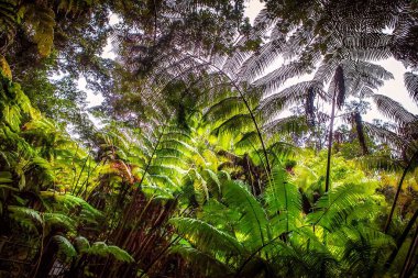 Hawaii, ABD - 07 Eylül 2012: Volkanın etrafındaki eğrelti otlarının yoğun bitki örtüsü çok verimli..