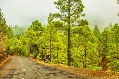 La Palma, İspanya - 12 Aralık 2013: Volkanik ada genel olarak yeşil bir hisse sahiptir ve doğanın büyük bir kısmına sahiptir. Yol boyunca büyük bir orman