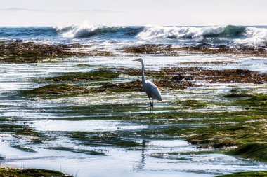 Pismo Beach, ABD - 19 Şubat 2020: Pasifik Okyanusu 'nun bir ekosistemi bu sahilde kayalar, doğa, havuzlar ve çimlerle birlikte görülebilir.