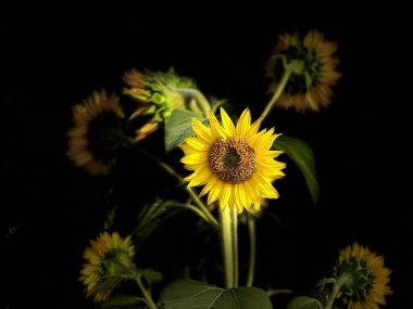 Yaz mevsiminde sarı ayçiçeği tarlasını kapatıyoruz.