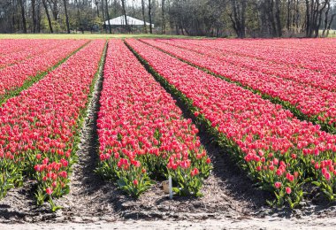 Lisse, Hollanda - 23 Nisan 2021: Hollanda Hollanda 'da kırmızı lalelerden oluşan bir panorama