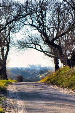Wassenaar, Hollanda - Kasım 06 2020: gizemli görünümlü ağaçlar ve açık mavi gökyüzü ile Lahey kenti yakınlarındaki ulusal kum tepeleri parkında bir bisiklet yolu veya şeridi