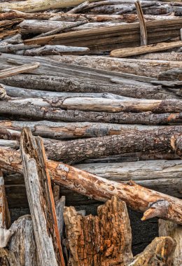 Sahilde kıyıya vuran keresteler bir barınak ya da kulübe olarak kullanıldı ve yakından görüldü.