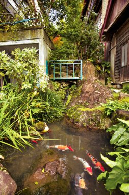 Yamanouchi, Japan - October 24 2017 : a pond in a small onsen village with koi fishes swimming in the clear mountain water clipart