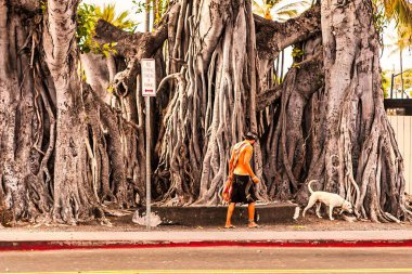Kona, ABD - Eylül 06, 2012: Bir sörfçü köpeğini gezdirirken şehir merkezinde büyüyen dev bir banyan ağacının kökleri
