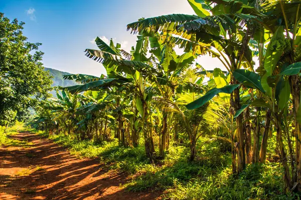 Vinales, Küba - 11 Temmuz 2018: Vinales 'te at binmek. Yol boyunca palmiye ağaçları