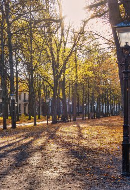 Lahey, Hollanda - 23 Ekim 2020: tarihi Hollanda evleri, devasa ağaç gövdeleri ve güneş ışığı gölgeleri ve kirişleriyle çevrili görkemli bir şerit veya lange voorhout