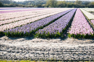Lisse, Hollanda - 23 Nisan 2021: Pembe, beyaz ve mor sümbül tarlası Hollanda