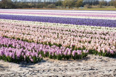 Lisse, Hollanda - 23 Nisan 2021: Pembe, beyaz ve mor sümbül tarlası Hollanda