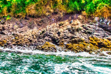 Chiloe, Şili - 08 Kasım 2014: Şili 'nin güneyindeki yeşil Chiloe adasında birçok penguen büyük gruplar halinde yaşıyor.