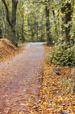 Lahey, Hollanda - 23 Ekim 2020: Sonbaharda ya da sonbaharda yere dökülen yapraklarla ve hala yeşil ağaçlarla gövdeleri olan bir orman yolu