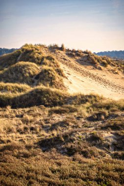 Wassenaar, Hollanda - Kasım 06 2020: Lahey yakınlarındaki ulusal parkta kum tepeciği oluşturuldu.