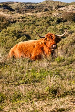 Wassenaar, Hollanda - Kasım 06: 2020: İskoçyalı bir dağlı, bizon gibi büyük boynuzları olan bir hayvan, Hollanda doğasında otları kısa tutuyor.