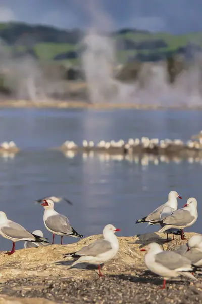 Stock image New Zealand, Rotorua - September 28 2009 : seagulls on the shore of a geothermal volcanic lake with steam over it