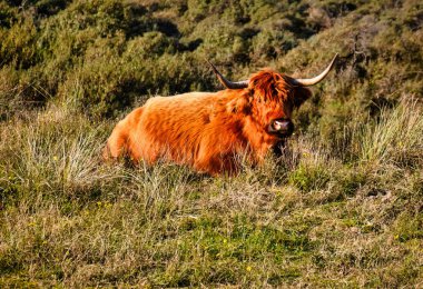 Wassenaar, Hollanda - Kasım 06: 2020: İskoçyalı bir dağlı, bizon gibi büyük boynuzları olan bir hayvan, Hollanda doğasında otları kısa tutuyor.