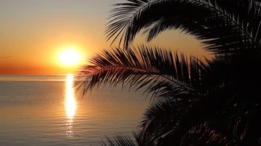 Palmiye ağaçları ve dallar ve arka planda deniz plajı ve gün batımı mükemmel bir tatil.