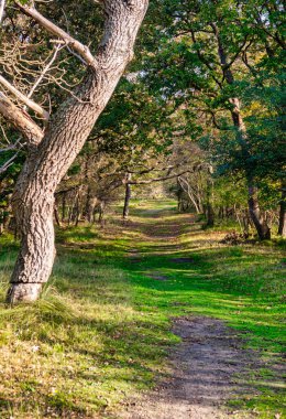 Wassenaar, Hollanda - Kasım 06: 2020: Orman ve kum tepelerinden oluşan doğal bir rezerv içinde bir yol, bisiklet yolu veya şeridi boyunca büyük gizemli bir meşe ağacı duruyor.