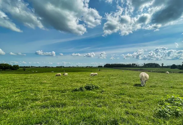 stock image Leidschendam, Netherlands - 24 August 2021: a group of sheep are grazing on a green grass field with typical dutch cloud formation