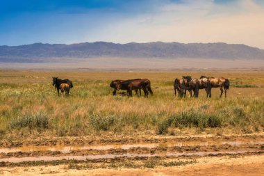 Almaty, Kazachstan - 16 Haziran 2017: Yol boyunca bozkır ve taş dağlardan oluşan güzel bir manzara. Sheppe bölgesinde atlar