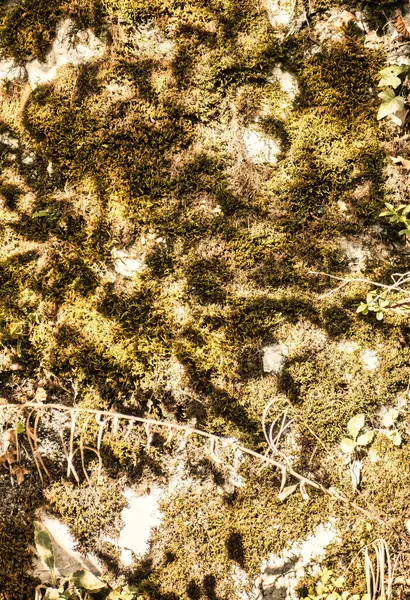 stock image Talloires, France - September 08 2020 : creepy cracks, moss and linches on historic old errodated walls