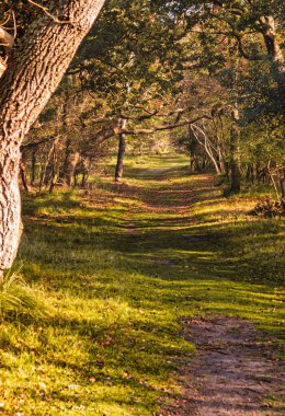 Wassenaar, Hollanda - Kasım 06: 2020: Orman ve kum tepelerinden oluşan kentin yakınlarındaki bir doğal koruma alanında bir yol, bisiklet yolu veya patika üzerinde duran büyük gizemli bir meşe ağacı