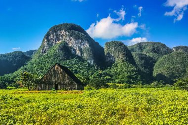 Vinales, Küba - 11 Temmuz 2018: Kasabanın etkileyici doğasında tarlalarda bir tütün kulübesi.