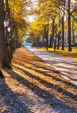 Lahey, Hollanda - 23 Ekim 2020: tarihi Hollanda evleri, devasa ağaç gövdeleri ve güneş ışığı gölgeleri ve kirişleriyle çevrili görkemli bir şerit veya lange voorhout