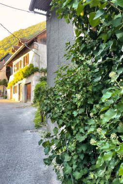 Menthon Aziz Bernard, Fransa - 07 Eylül 2021: Ortaçağ Fransız kırsal köyünde ya da kasabasında duvarında sarmaşık büyüyen evler