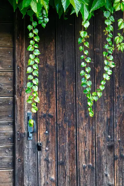 stock image Alex, France - September 12 2020 : a lock of green ivy is hanging from the roof of an old historic french barn in front of the entrance door with rusty lock