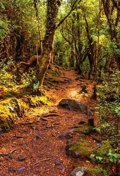 stock image Puerto Varas, Chile - November 10 2014 : a hiking trail or foot path in a lush forest and nature in the Andes of southern Chile