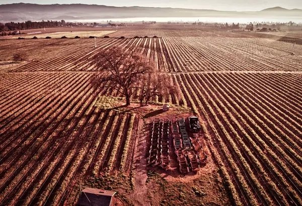 stock image Napa, United States - February 17 2013 : an aerial view of vine yard fields in Napa during a hot air balloon ride