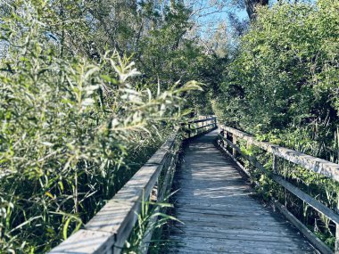 Port Perry, Kanada - 12 Ağustos 2023: bataklık ve gölün etrafındaki yeşilliklerle dolu bir sahil yürüyüşü.