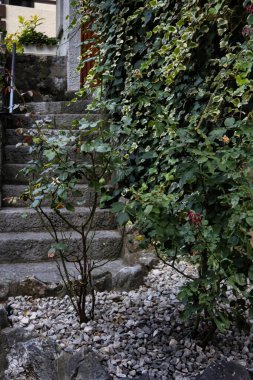 Talloires, Fransa - Eylül 08 2020: Çiçeksiz bir gül, merdivenleri ve sarmaşık kaplı duvarları olan bir ortaçağ binasının bahçesinde büyüyor.