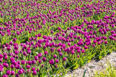 Lisse, Hollanda - 23 Nisan 2021: Hollanda Hollanda 'daki binlerce sıra mor lale çiçek tarlası manzarası