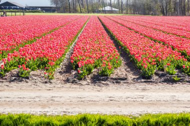 Lisse, Hollanda - 23 Nisan 2021: Hollanda Hollanda 'da kırmızı lalelerden oluşan bir panorama
