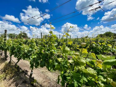 montevideo, uruguay - October 31 2022: plants in a vineyard on a winery estate are strapped in rows on the field clipart