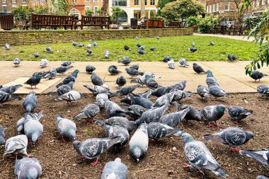 Londra, Birleşik Krallık - 07 Mart 2022: Birçok güvercin yerde yürüyor ve küçük Soho Meydanı parkında tohum yiyor