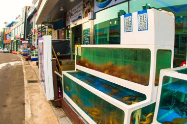 Sokcho, South Korea - June 08 2015 : Sea creatures one has never seen before in a tank outside one of the many fish stores. clipart