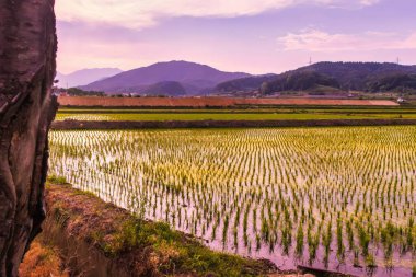 Sokcho, Güney Kore - 8 Haziran 2015: Bu dağlık bölgedeki dağları yansıtan pirinç tarlalarının suyu.