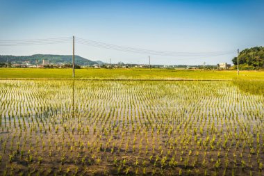 Incheon, South Korea - June 10 2015 : The water of the rice paddies reflecting the mountains in this mountaineous region. clipart