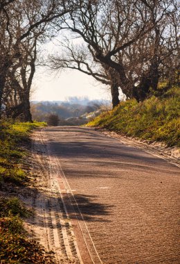 Wassenaar, Hollanda - Kasım 06 2020: gizemli görünümlü ağaçlar ve açık mavi gökyüzü ile Lahey kenti yakınlarındaki ulusal kum tepeleri parkında bir bisiklet yolu veya şeridi